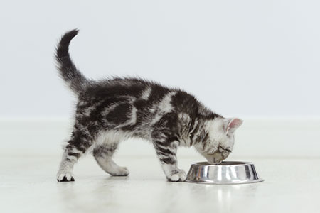 kitten-eating-food