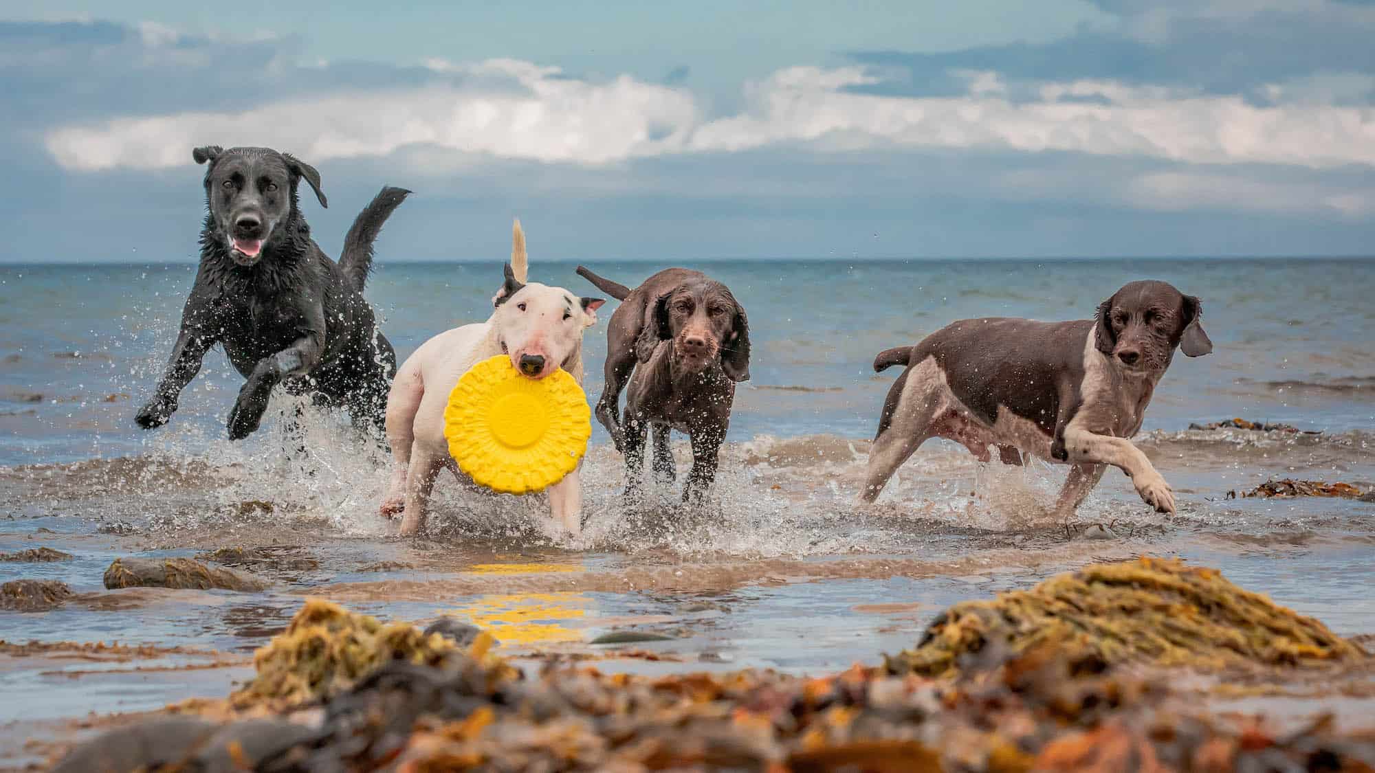 Group of happy dogs on the beach