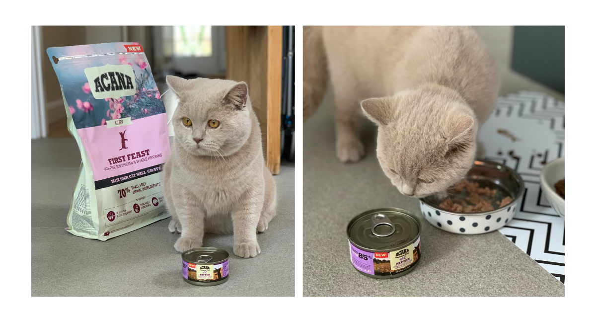 Owning a Kitten; Food Choice - Acana Pet Foods