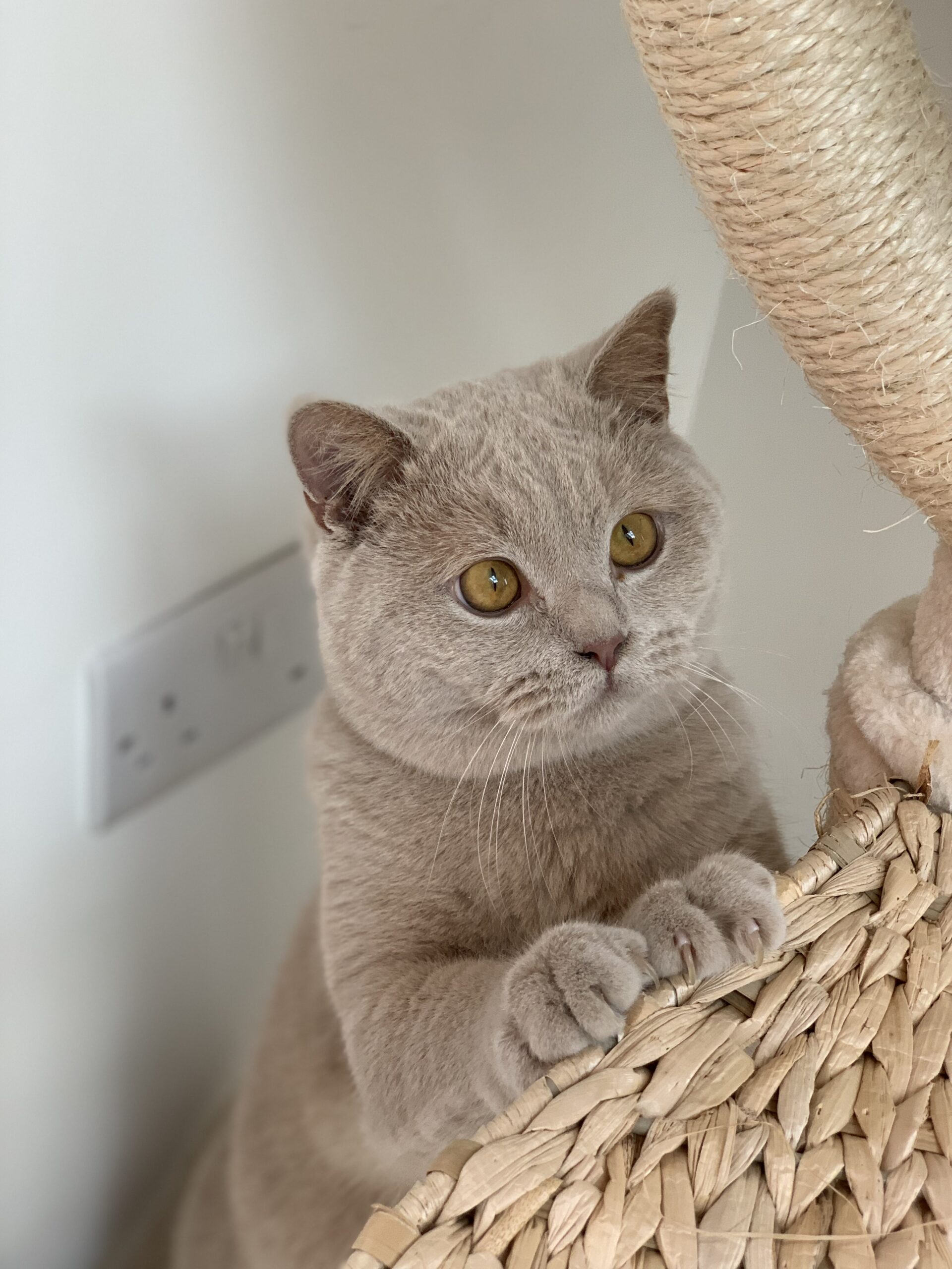 Owning a Kitten; Food Choice Acana Pet Foods