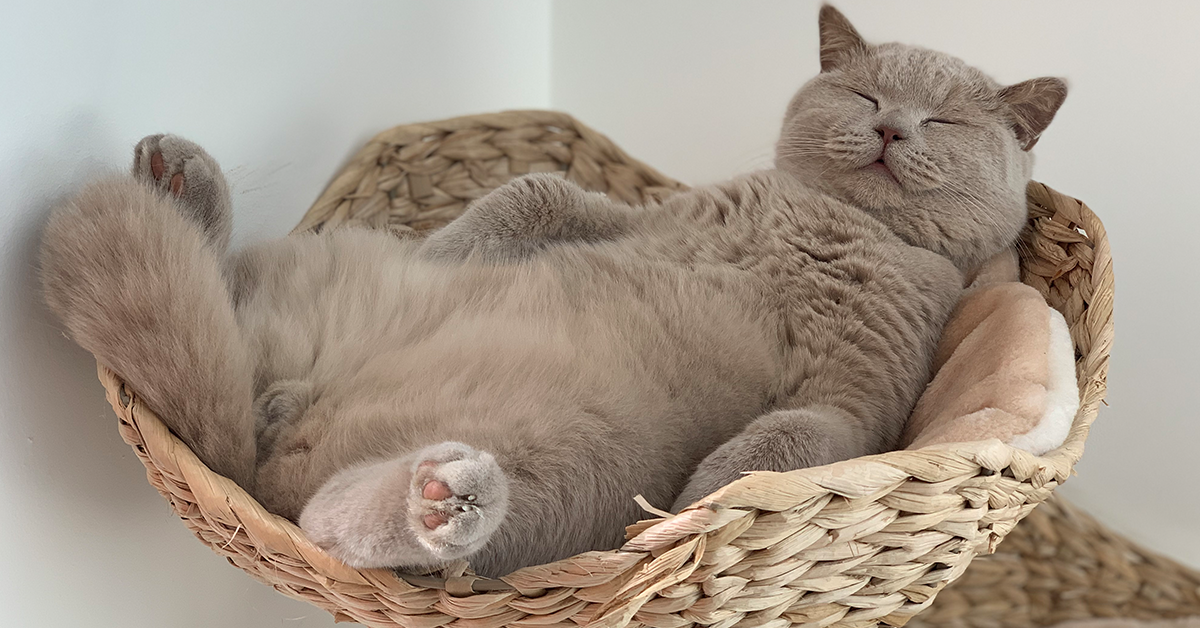 ACANA Cat Competition