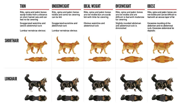 Check your cats weight